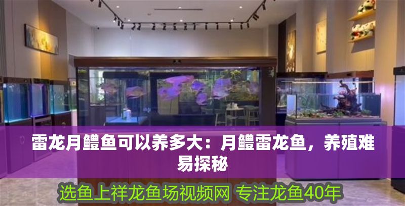 雷龍月鱧魚可以養(yǎng)多大：月鱧雷龍魚，養(yǎng)殖難易探秘