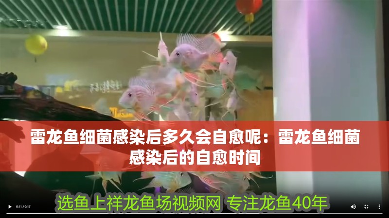 雷龍魚細菌感染后多久會自愈呢：雷龍魚細菌感染后的自愈時間 雷龍魚細菌感染后多久會自愈呢：雷龍魚細菌感染后的自愈時間 水族問答