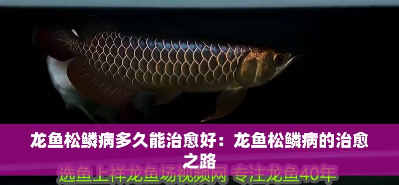 鸚鵡魚和銀龍魚混養怎樣喂食 龍魚松鱗病多久能治愈好:龍魚松鱗病的治愈之路 水族問答 龍魚松鱗病多久能治愈好:龍魚松鱗病的治愈之路 龍魚松鱗病多久能治愈好:龍魚松鱗病的治愈之路 水族問答