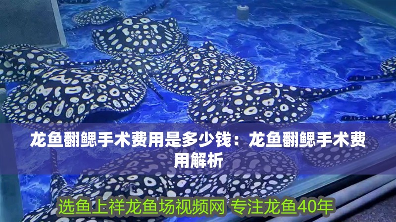龍魚翻鰓手術費用是多少錢：龍魚翻鰓手術費用解析