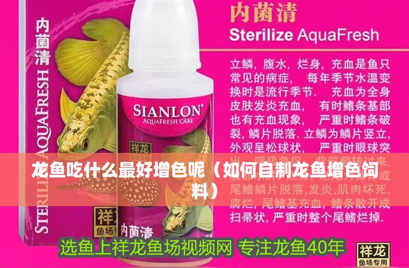 龍魚吃什么最好增色呢（如何自制龍魚增色飼料）