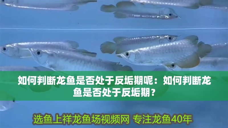 如何判斷龍魚是否處于反垢期呢：如何判斷龍魚是否處于反垢期？ 如何判斷龍魚是否處于反垢期呢：如何判斷龍魚是否處于反垢期？ 水族問答