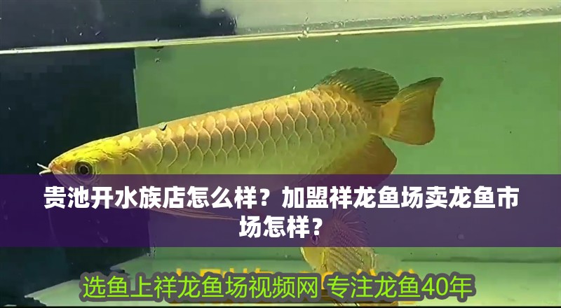 貴池開水族店怎么樣？加盟祥龍魚場賣龍魚市場怎樣？