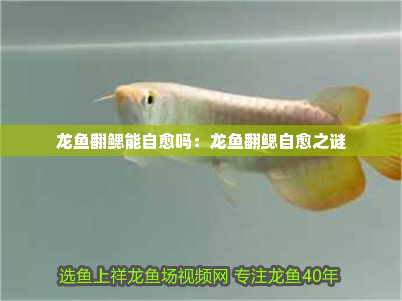 龍魚翻鰓能自愈嗎：龍魚翻鰓自愈之謎 龍魚翻鰓能自愈嗎：龍魚翻鰓自愈之謎 水族問答