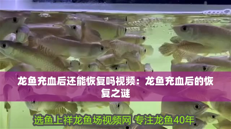 龍魚充血后還能恢復嗎視頻：龍魚充血后的恢復之謎