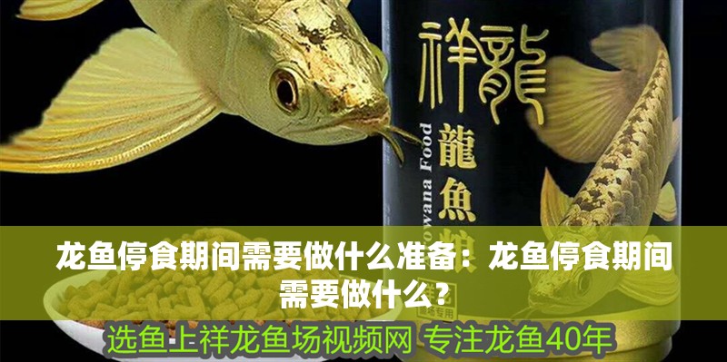 龍魚停食期間需要做什么準備：龍魚停食期間需要做什么？ 龍魚停食期間需要做什么準備：龍魚停食期間需要做什么？ 水族問答