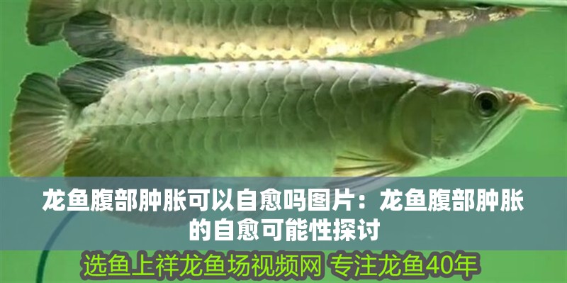 龍魚腹部腫脹可以自愈嗎圖片：龍魚腹部腫脹的自愈可能性探討 龍魚腹部腫脹可以自愈嗎圖片：龍魚腹部腫脹的自愈可能性探討 水族問答