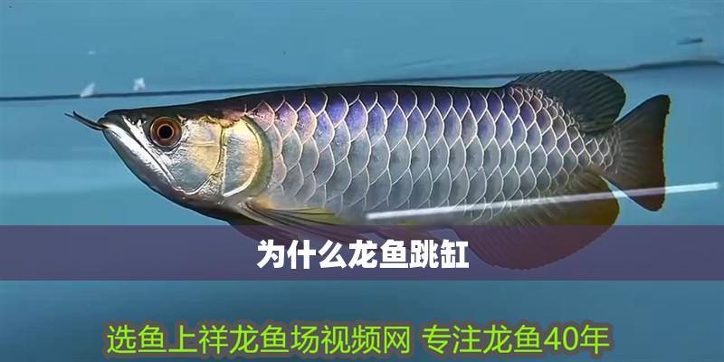 為什么龍魚跳缸 為什么龍魚跳缸 龍魚百科