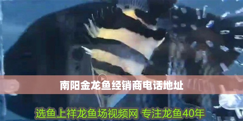 南陽金龍魚經銷商電話地址 南陽金龍魚經銷商電話地址 龍魚百科