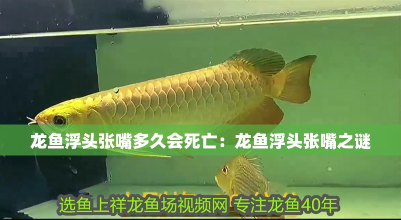 龍魚浮頭張嘴多久會死亡：龍魚浮頭張嘴之謎 龍魚浮頭張嘴多久會死亡：龍魚浮頭張嘴之謎 水族問答