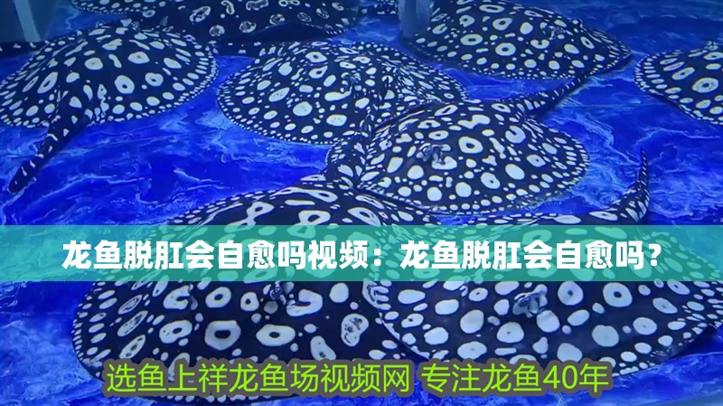 龍魚脫肛會自愈嗎視頻：龍魚脫肛會自愈嗎？ 龍魚脫肛會自愈嗎視頻：龍魚脫肛會自愈嗎？ 水族問答