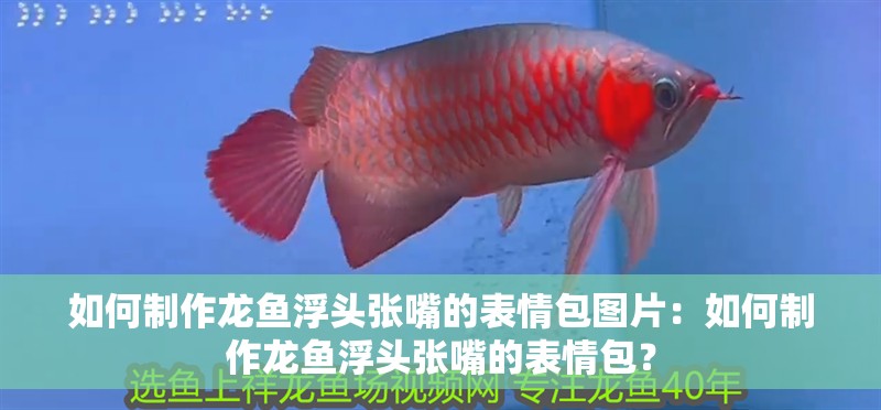 如何制作龍魚浮頭張嘴的表情包圖片：如何制作龍魚浮頭張嘴的表情包？