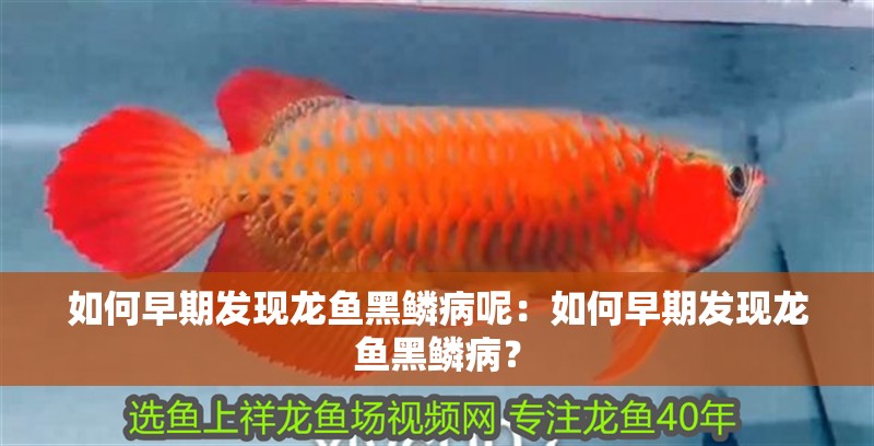 如何早期發(fā)現(xiàn)龍魚黑鱗病呢：如何早期發(fā)現(xiàn)龍魚黑鱗?。?如何早期發(fā)現(xiàn)龍魚黑鱗病呢：如何早期發(fā)現(xiàn)龍魚黑鱗病？ 水族問答