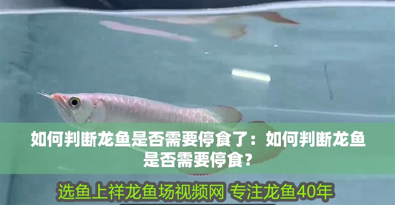 如何判斷龍魚是否需要停食了：如何判斷龍魚是否需要停食？ 如何判斷龍魚是否需要停食了：如何判斷龍魚是否需要停食？ 水族問答