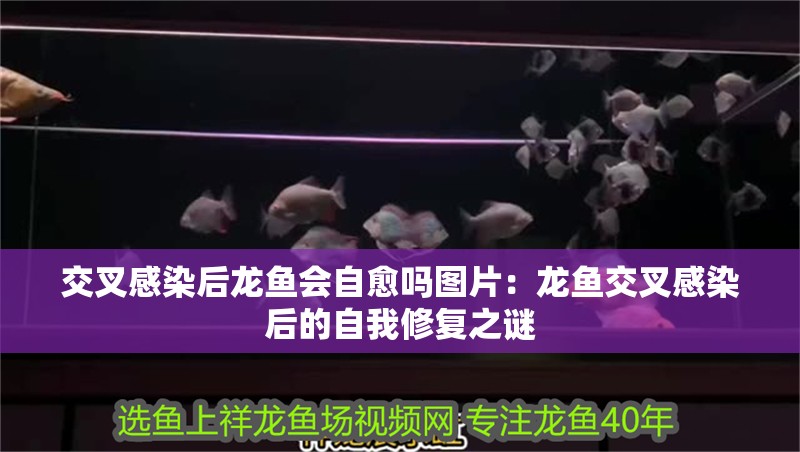 紅龍魚用黃燈烤有用嗎 交叉感染后龍魚會自愈嗎圖片:龍魚交叉感染后的自我修復之謎 水族問答 交叉感染后龍魚會自愈嗎圖片:龍魚交叉感染后的自我修復之謎 交叉感染后龍魚會自愈嗎圖片:龍魚交叉感染后的自我修復之謎 水族問答