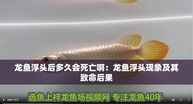 龍魚浮頭后多久會死亡啊：龍魚浮頭現象及其致命后果