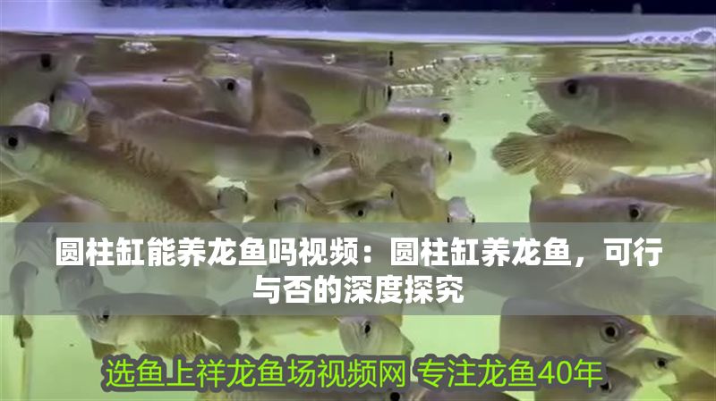 圓柱缸能養(yǎng)龍魚嗎視頻：圓柱缸養(yǎng)龍魚，可行與否的深度探究