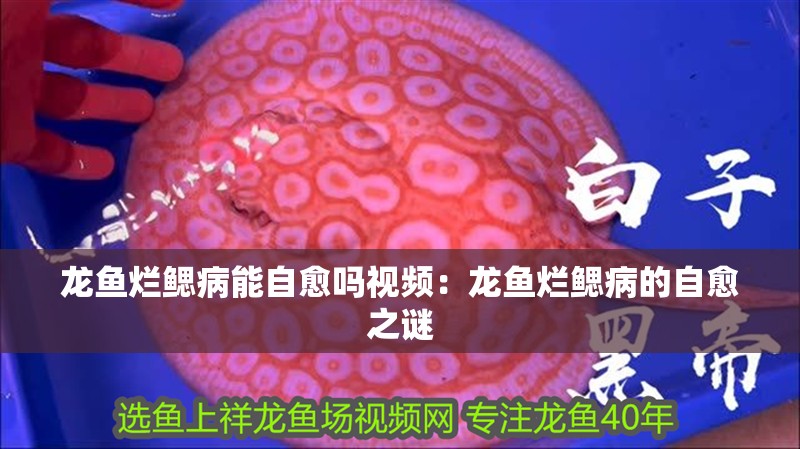 龍魚(yú)爛鰓病能自愈嗎視頻：龍魚(yú)爛鰓病的自愈之謎