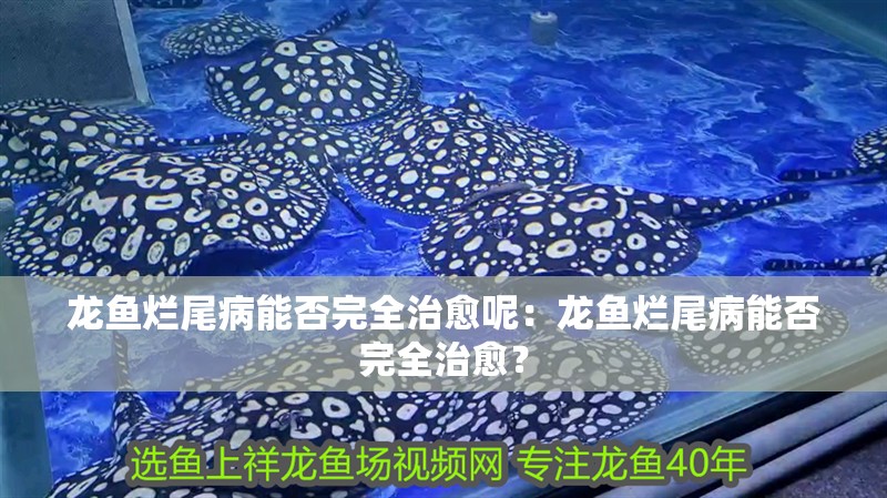 龍魚爛尾病能否完全治愈呢：龍魚爛尾病能否完全治愈？ 龍魚爛尾病能否完全治愈呢：龍魚爛尾病能否完全治愈？ 水族問答