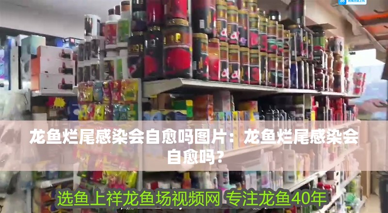 龍魚爛尾感染會自愈嗎圖片：龍魚爛尾感染會自愈嗎？