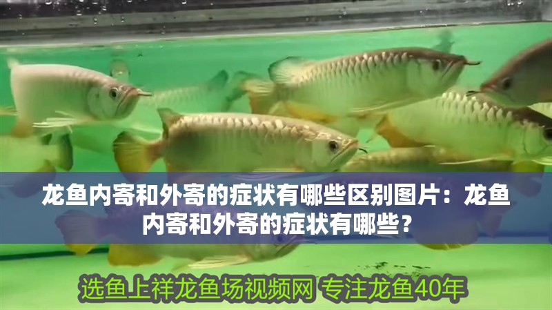 龍魚內(nèi)寄和外寄的癥狀有哪些區(qū)別圖片：龍魚內(nèi)寄和外寄的癥狀有哪些？ 龍魚內(nèi)寄和外寄的癥狀有哪些區(qū)別圖片：龍魚內(nèi)寄和外寄的癥狀有哪些？ 水族問答