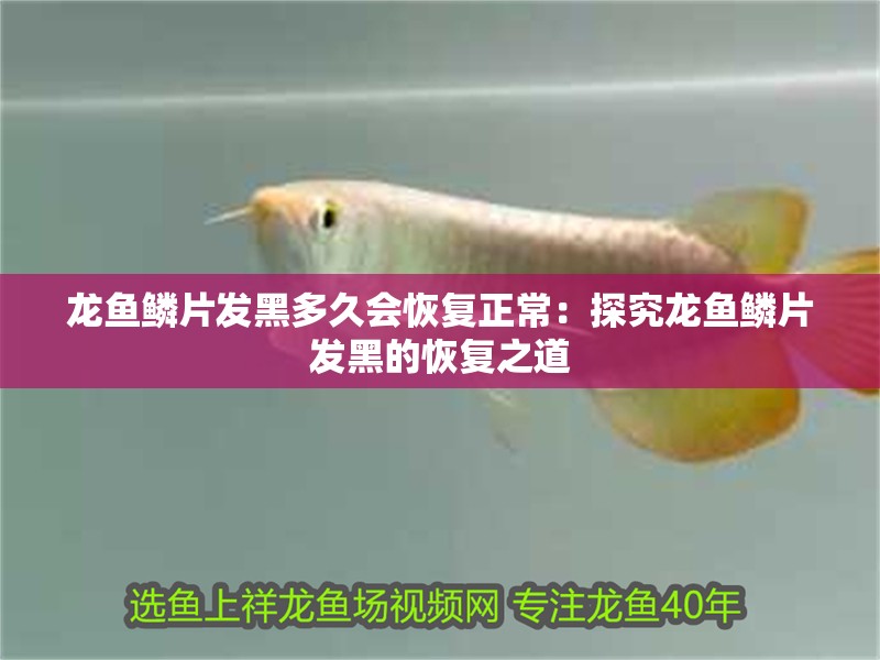 龍魚干蝦有營養(yǎng)嗎 龍魚鱗片發(fā)黑多久會恢復(fù)正常:探究龍魚鱗片發(fā)黑的恢復(fù)之道 水族問答 龍魚鱗片發(fā)黑多久會恢復(fù)正常:探究龍魚鱗片發(fā)黑的恢復(fù)之道 龍魚鱗片發(fā)黑多久會恢復(fù)正常:探究龍魚鱗片發(fā)黑的恢復(fù)之道 水族問答