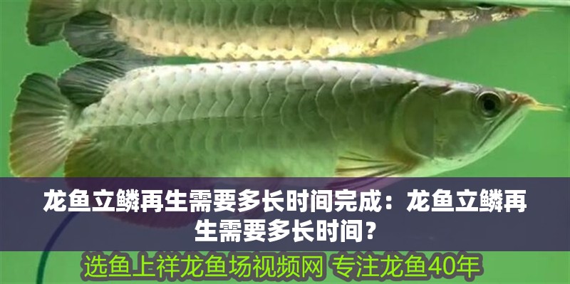 龍魚立鱗再生需要多長時間完成：龍魚立鱗再生需要多長時間？ 龍魚立鱗再生需要多長時間完成：龍魚立鱗再生需要多長時間？ 水族問答