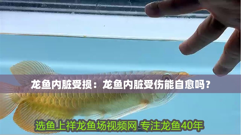 龍魚內臟受損：龍魚內臟受傷能自愈嗎？
