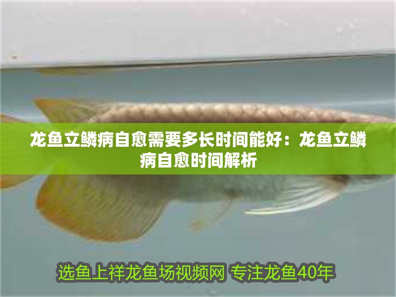 魚缸過濾器選購指南:自制魚缸過濾器魚缸上置過濾器對于養魚愛好者的必備知識 龍魚立鱗病自愈需要多長時間能好:龍魚立鱗病自愈時間解析 水族問答 龍魚立鱗病自愈需要多長時間能好:龍魚立鱗病自愈時間解析 龍魚立鱗病自愈需要多長時間能好:龍魚立鱗病自愈時間解析 水族問答