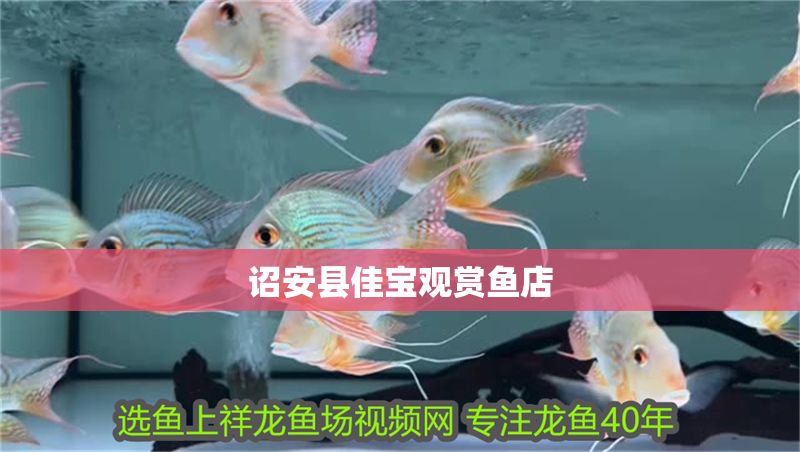 詔安縣佳寶觀賞魚店