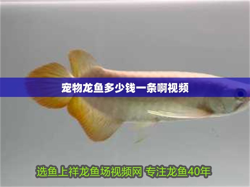 寵物龍魚多少錢一條啊視頻 寵物龍魚多少錢一條啊視頻 龍魚百科