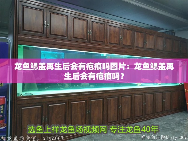 龍魚鰓蓋再生后會有疤痕嗎圖片：龍魚鰓蓋再生后會有疤痕嗎？ 龍魚鰓蓋再生后會有疤痕嗎圖片：龍魚鰓蓋再生后會有疤痕嗎？ 水族問答