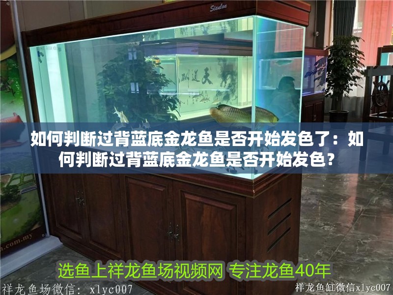 如何判斷過背藍底金龍魚是否開始發色了：如何判斷過背藍底金龍魚是否開始發色？ 如何判斷過背藍底金龍魚是否開始發色了：如何判斷過背藍底金龍魚是否開始發色？ 水族問答