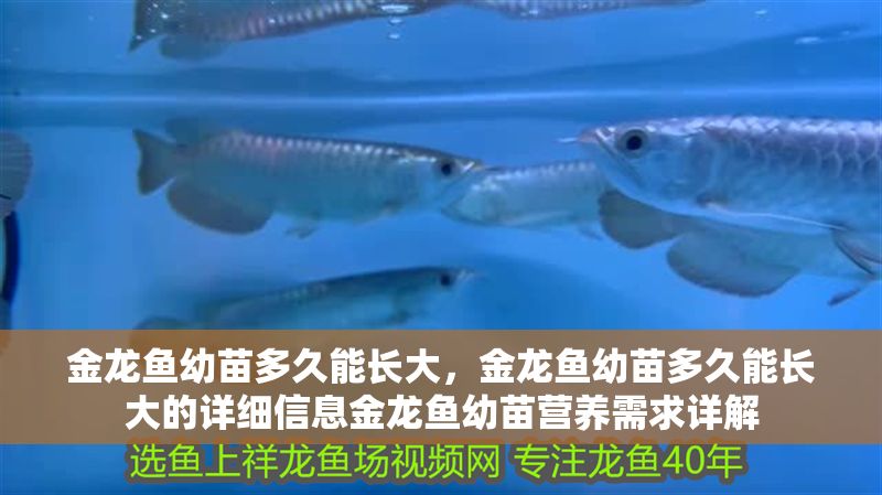 金龍魚幼苗多久能長大，金龍魚幼苗多久能長大的詳細信息金龍魚幼苗營養需求詳解