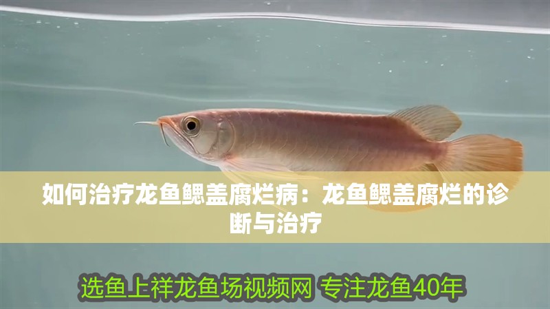 如何治療龍魚鰓蓋腐爛病：龍魚鰓蓋腐爛的診斷與治療 如何治療龍魚鰓蓋腐爛病：龍魚鰓蓋腐爛的診斷與治療 水族問答