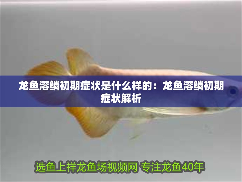 龍魚溶鱗初期癥狀是什么樣的：龍魚溶鱗初期癥狀解析 龍魚溶鱗初期癥狀是什么樣的：龍魚溶鱗初期癥狀解析 水族問答