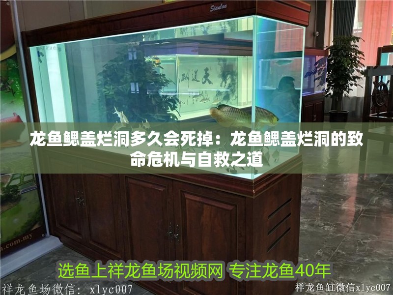 魚缸過濾器選購指南:自制魚缸過濾器魚缸上置過濾器對于養魚愛好者的必備知識 龍魚鰓蓋爛洞多久會死掉:龍魚鰓蓋爛洞的致命危機與自救之道 水族問答 龍魚鰓蓋爛洞多久會死掉:龍魚鰓蓋爛洞的致命危機與自救之道 龍魚鰓蓋爛洞多久會死掉:龍魚鰓蓋爛洞的致命危機與自救之道 水族問答