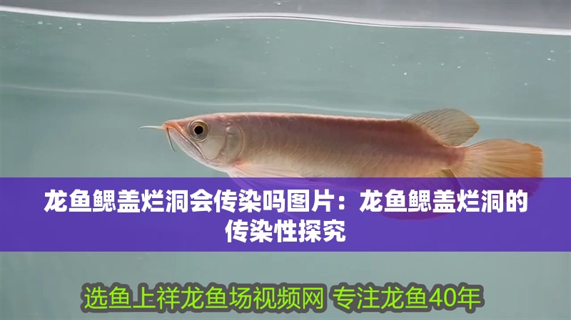 龍魚鰓蓋爛洞會傳染嗎圖片：龍魚鰓蓋爛洞的傳染性探究