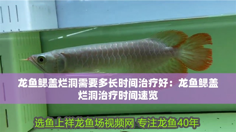 龍魚鰓蓋爛洞需要多長時間治療好：龍魚鰓蓋爛洞治療時間速覽