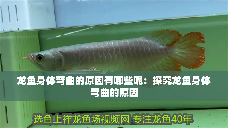 魚缸用增氧泵價格是多少:魚缸增氧機-xtrac增氧機-xtrac增氧機 龍魚身體彎曲的原因有哪些呢:探究龍魚身體彎曲的原因 水族問答 龍魚身體彎曲的原因有哪些呢:探究龍魚身體彎曲的原因 龍魚身體彎曲的原因有哪些呢:探究龍魚身體彎曲的原因 水族問答