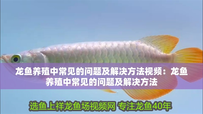 龍魚養殖中常見的問題及解決方法視頻：龍魚養殖中常見的問題及解決方法