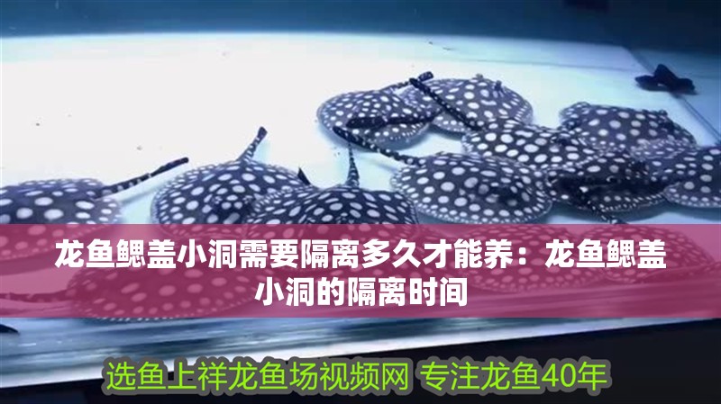 龍魚鰓蓋小洞需要隔離多久才能養：龍魚鰓蓋小洞的隔離時間