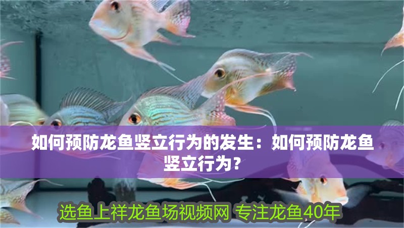 如何預防龍魚豎立行為的發(fā)生：如何預防龍魚豎立行為？