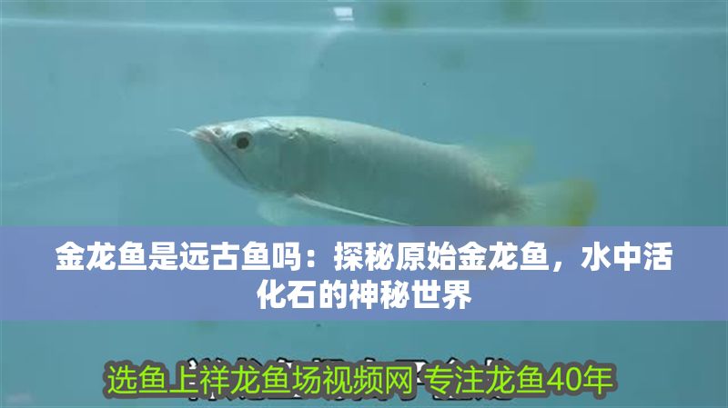 金龍魚是遠古魚嗎：探秘原始金龍魚，水中活化石的神秘世界
