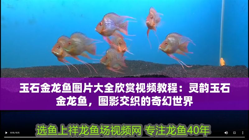 玉石金龍魚圖片大全欣賞視頻教程：靈韻玉石金龍魚，圖影交織的奇幻世界