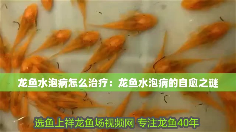 龍魚水泡病怎么治療：龍魚水泡病的自愈之謎 龍魚水泡病怎么治療：龍魚水泡病的自愈之謎 水族問答