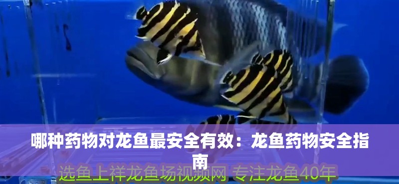 哪種藥物對龍魚最安全有效：龍魚藥物安全指南 哪種藥物對龍魚最安全有效：龍魚藥物安全指南 水族問答