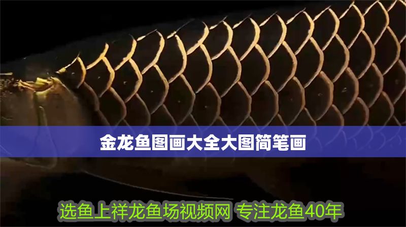 金龍魚圖畫大全大圖簡筆畫