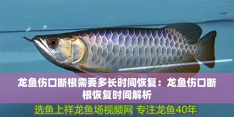龍魚傷口斷根需要多長時間恢復：龍魚傷口斷根恢復時間解析