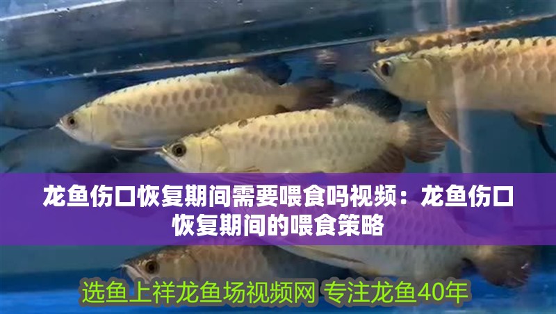 魚缸用增氧泵價格是多少:魚缸增氧機-xtrac增氧機-xtrac增氧機 龍魚傷口恢復期間需要喂食嗎視頻:龍魚傷口恢復期間的喂食策略 水族問答 龍魚傷口恢復期間需要喂食嗎視頻:龍魚傷口恢復期間的喂食策略 龍魚傷口恢復期間需要喂食嗎視頻:龍魚傷口恢復期間的喂食策略 水族問答